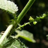 Tragia involucrata L.